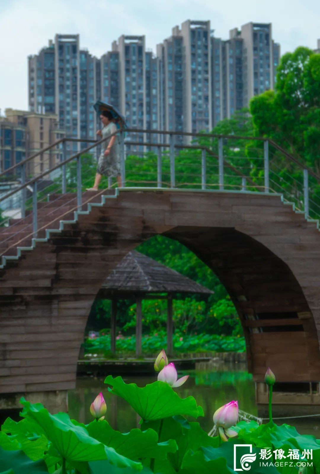 福州赏荷，去哪里？