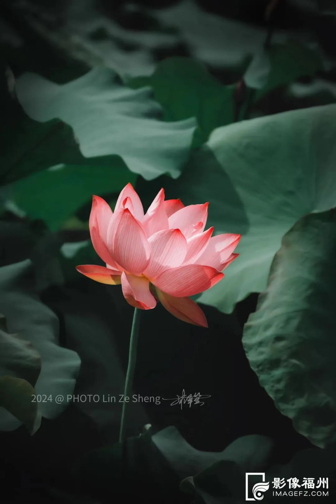 福州赏荷，去哪里？