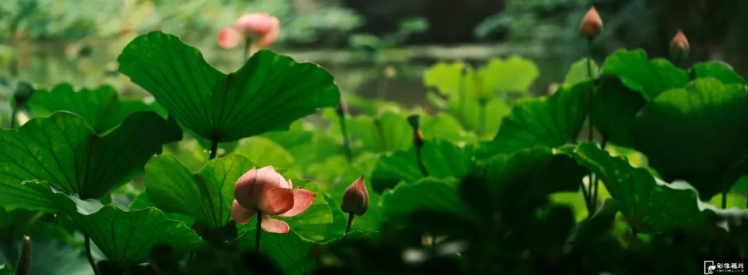 福州赏荷，去哪里？