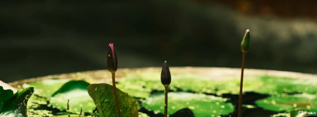 福州赏荷，去哪里？