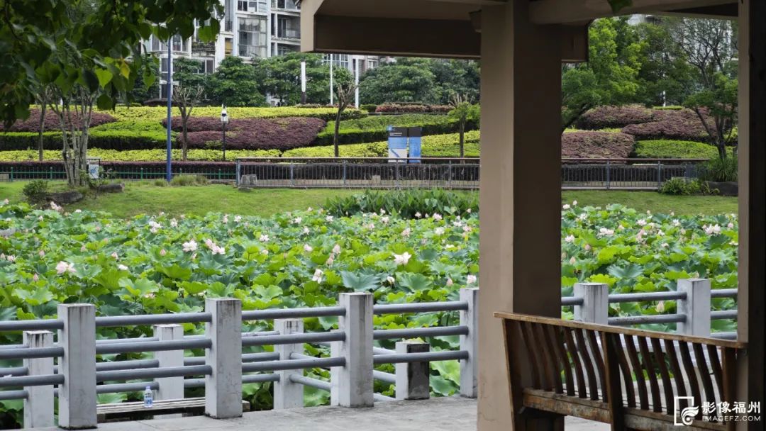 福州赏荷，去哪里？