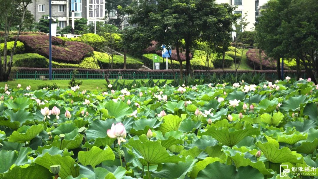 福州赏荷，去哪里？
