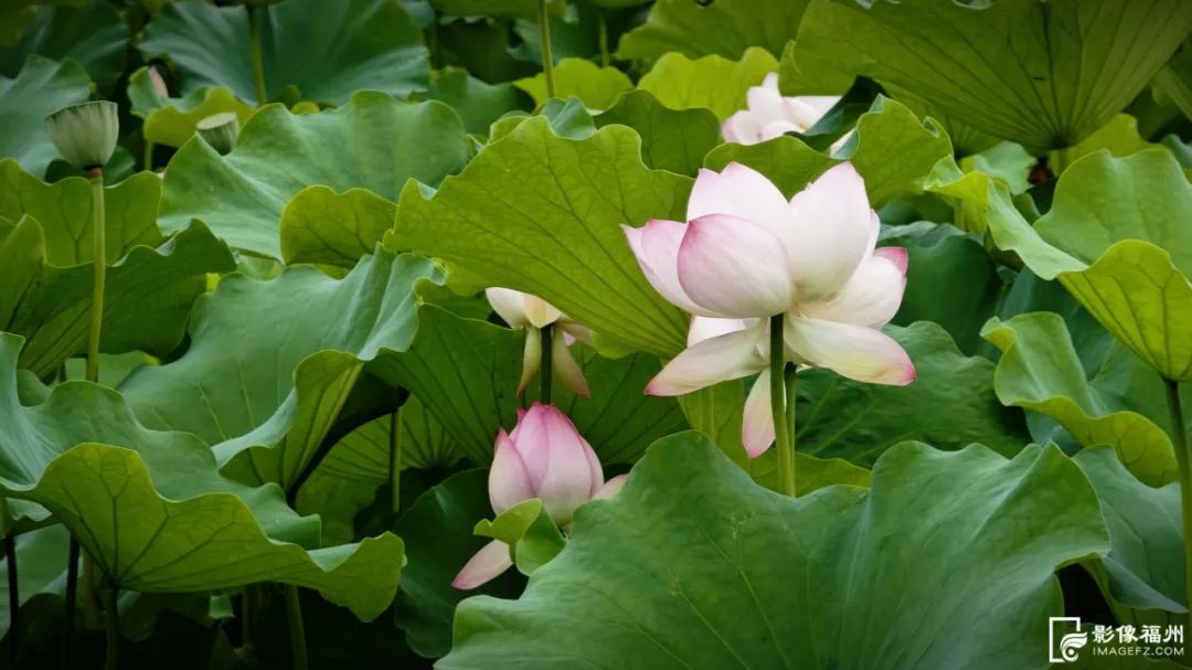 福州赏荷，去哪里？