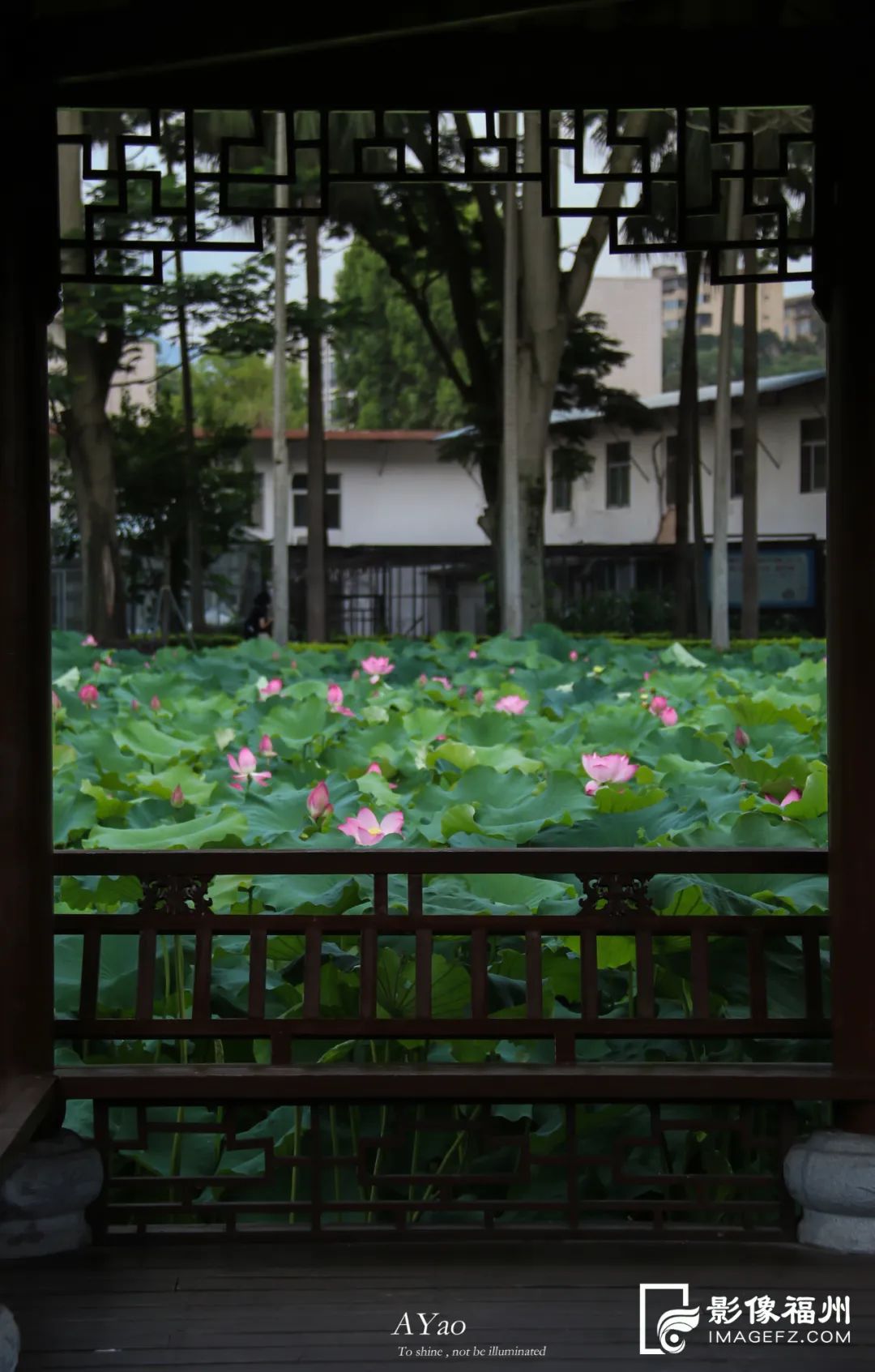 福州赏荷，去哪里？