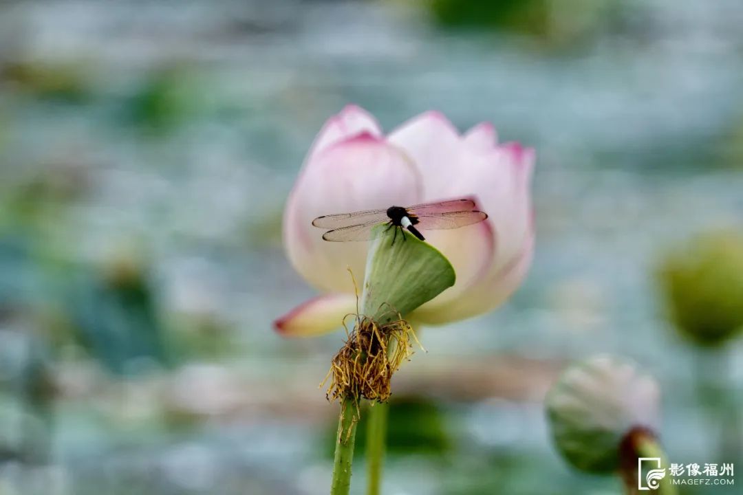 福州赏荷，去哪里？
