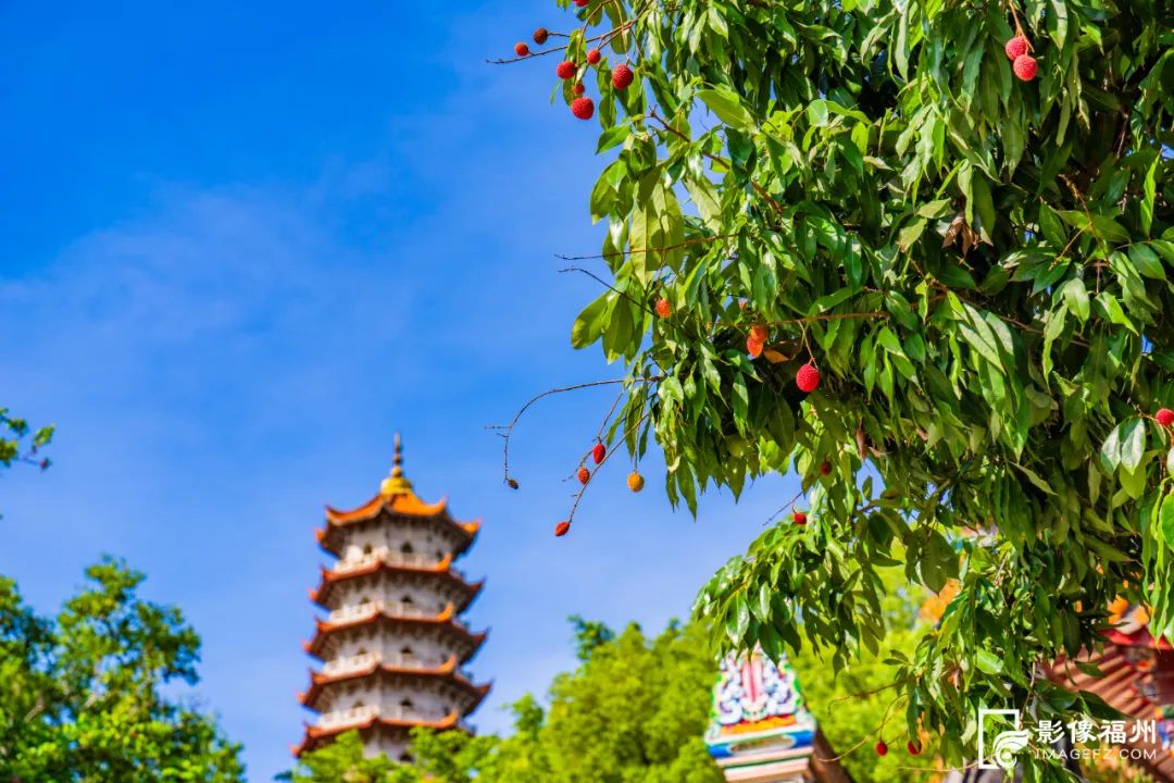 夏日限定!福州千年古刹荔枝红了! 夏日限定!福州千年古刹荔枝红了!