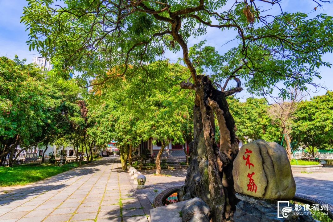 夏日限定!福州千年古刹荔枝红了! 夏日限定!福州千年古刹荔枝红了!