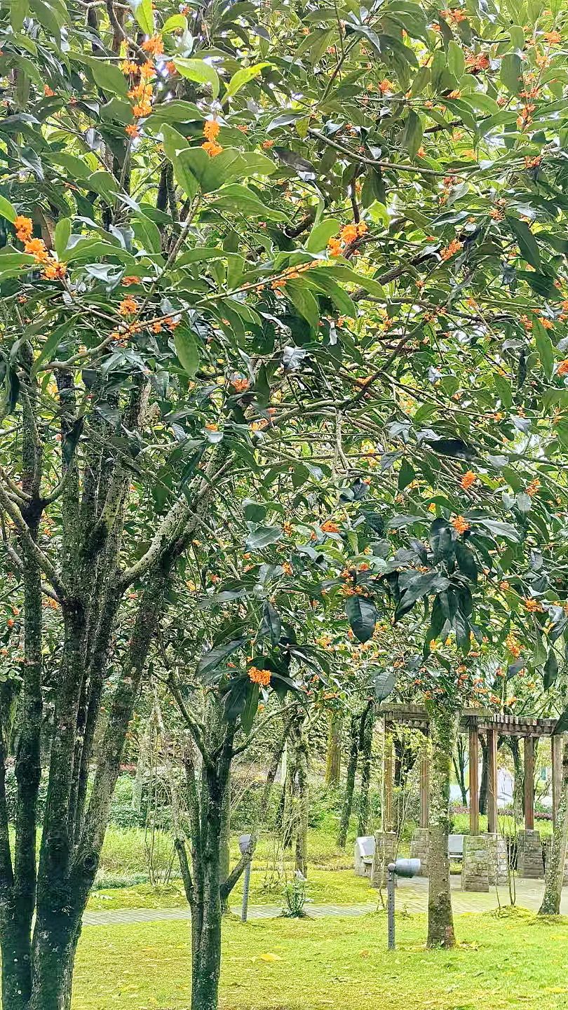 太美！太香！福州鼓岭上新！