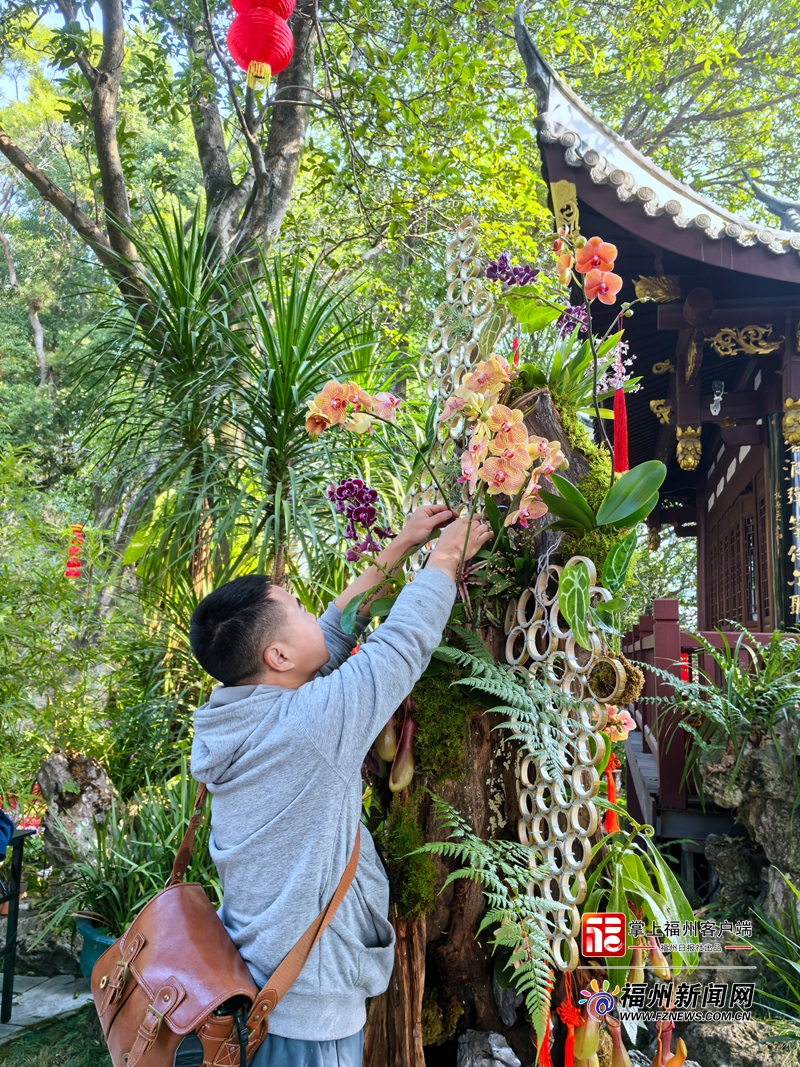 福州于山兰花展正月初一开展 将持续至元宵节