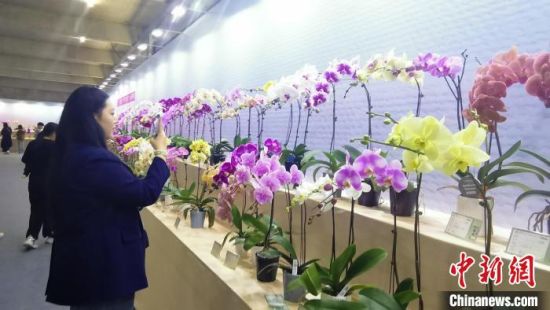 2月18日，2025年福建(漳州)蝴蝶兰新品种展在漳州高新区开幕。图为各式各样的蝴蝶兰争奇斗艳，吸引民众围观拍照。廖珍妹 摄