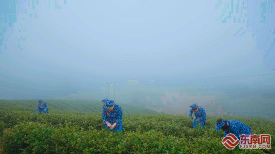 茶农们穿梭于云雾缭绕的翠绿茶园中采茶。霞浦县融媒体中心 供图