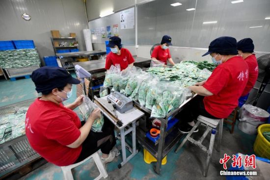 4月16日，福建省霞浦县一海带加工企业工人正在包装海带速食产品。中新社记者 王东明 摄
