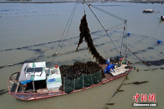 4月15日，福建省霞浦县沙江镇养殖户正在海上采收海带。(无人机照片)中新社记者 王东明 摄