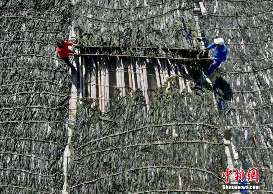 4月15日，福建省霞浦县沙江镇养殖户正在岸边晾晒海带。(无人机照片)中新社记者 王东明 摄