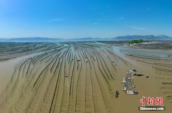 4月15日，俯瞰福建省霞浦县沙江镇海带养殖场。(无人机照片)中新社记者 王东明 摄