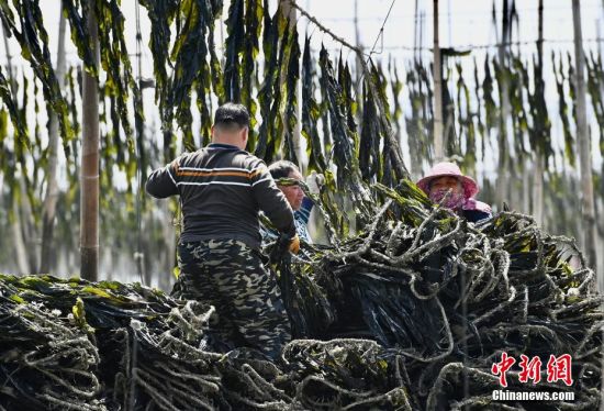 4月15日，福建省霞浦县沙江镇养殖户正在海上采收晒干的海带。中新社记者 王东明 摄 