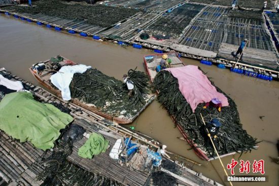 4月15日，福建省霞浦县沙江镇养殖户将采收的海带搬运上岸。(无人机照片)中新社记者 王东明 摄