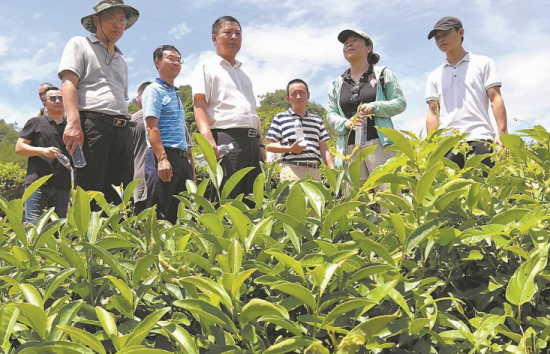 廖红教授（右二）在武夷山燕子窠福莲生态茶庄园介绍科学利用套种大豆、油菜花等作物的做法。福建日报记者 林熙 摄